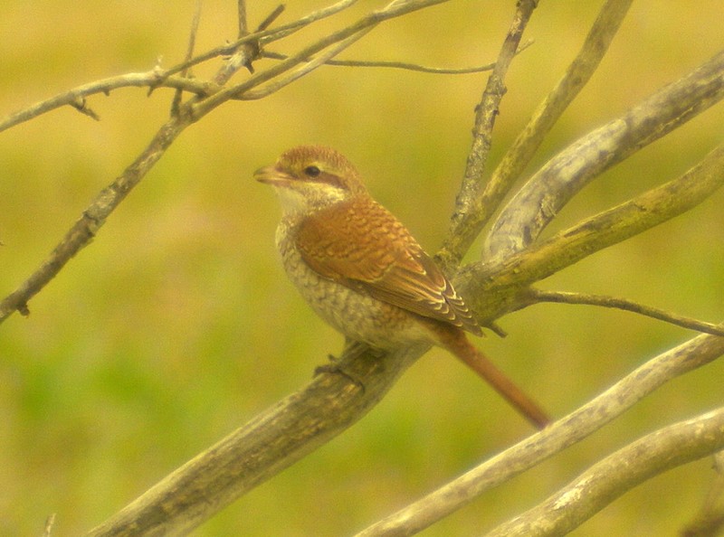 Red-backed Shrike