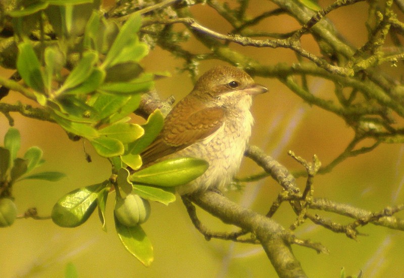 Red-backed Shrike