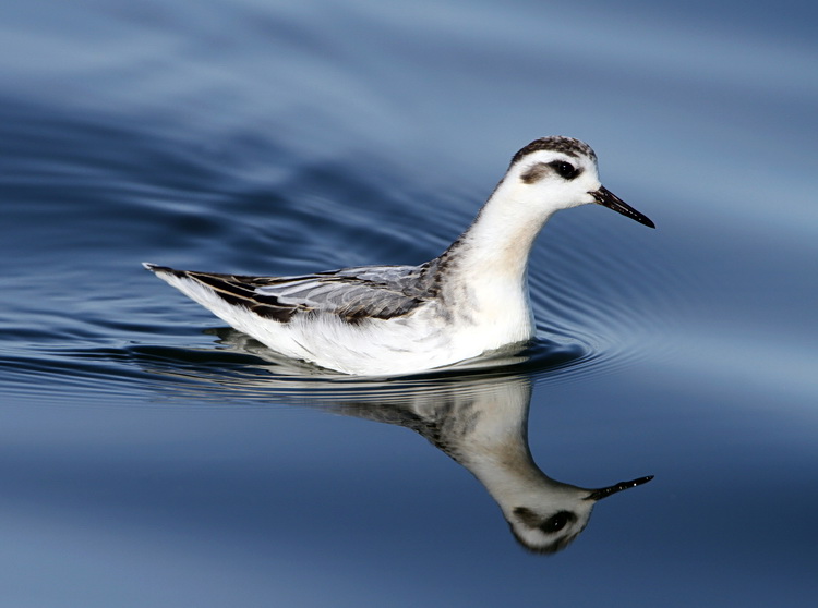 Grey Phalarope
