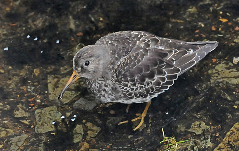 Purple Sandpiper