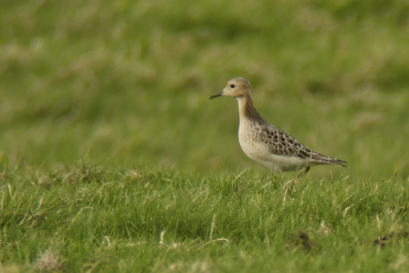 Buff-breasted Sandpiper
