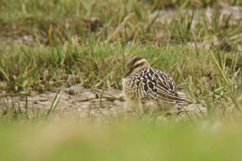 Dotterel