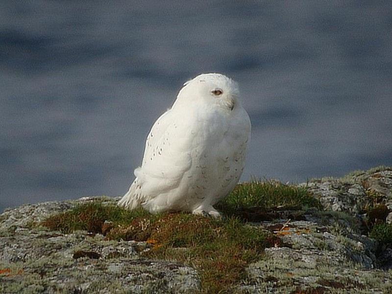 Snowy Owl
