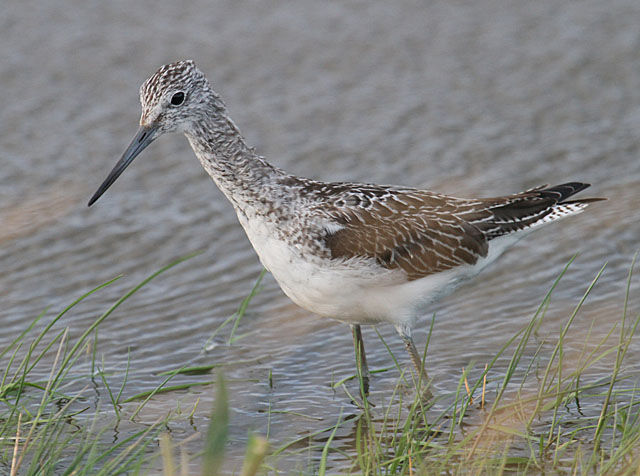 Greenshank