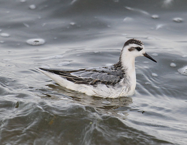 Grey Phalarope