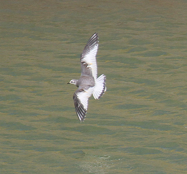 Sabine's Gull
