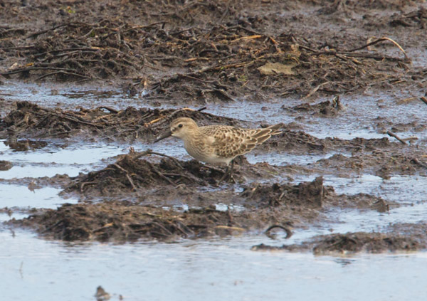 Baird's Sandpiper