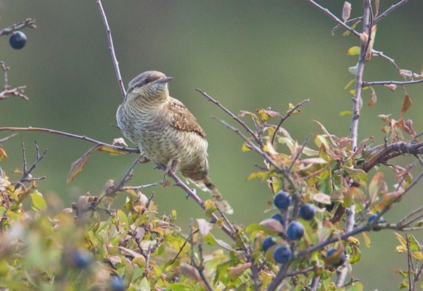 Wryneck