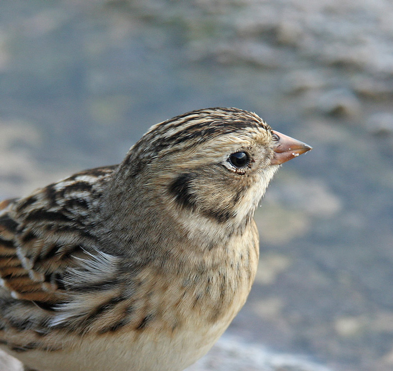 Lapland Bunting