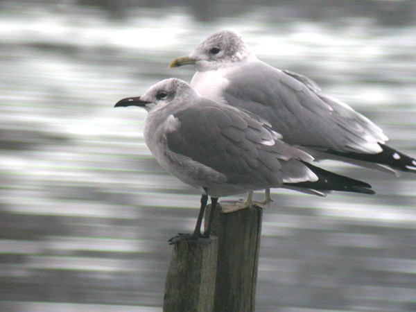 Laughing Gull