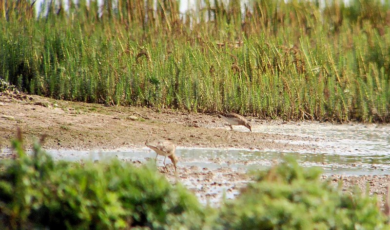 Pectoral Sandpiper