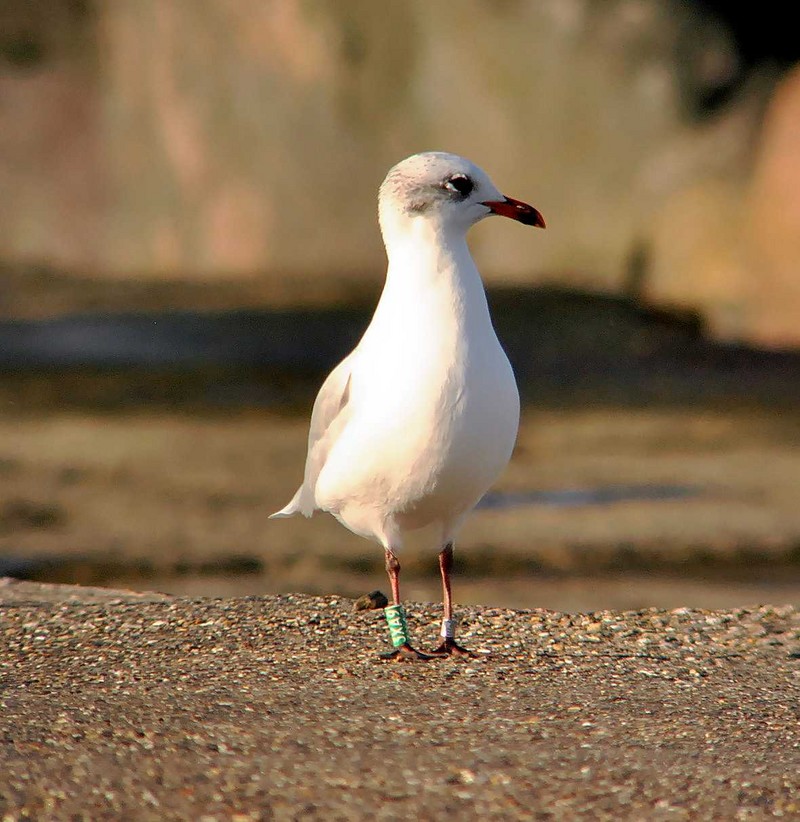 Mediterranean Gull
