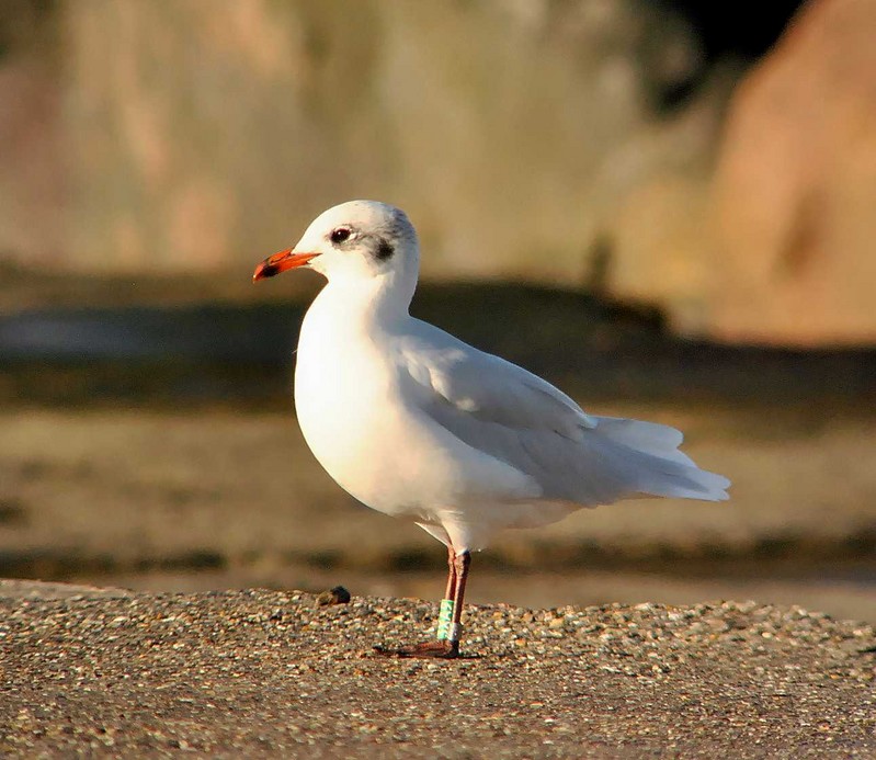 Mediterranean Gull