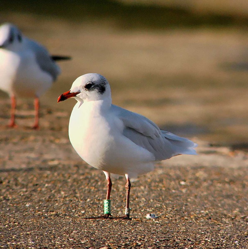 Mediterranean Gull