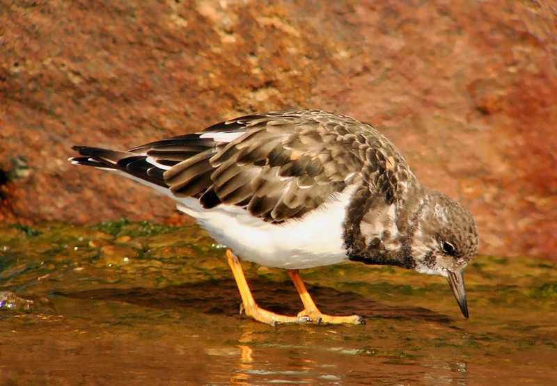 Turnstone
