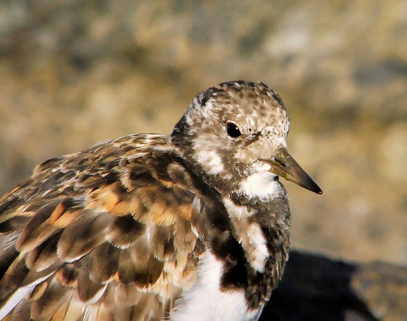 Turnstone