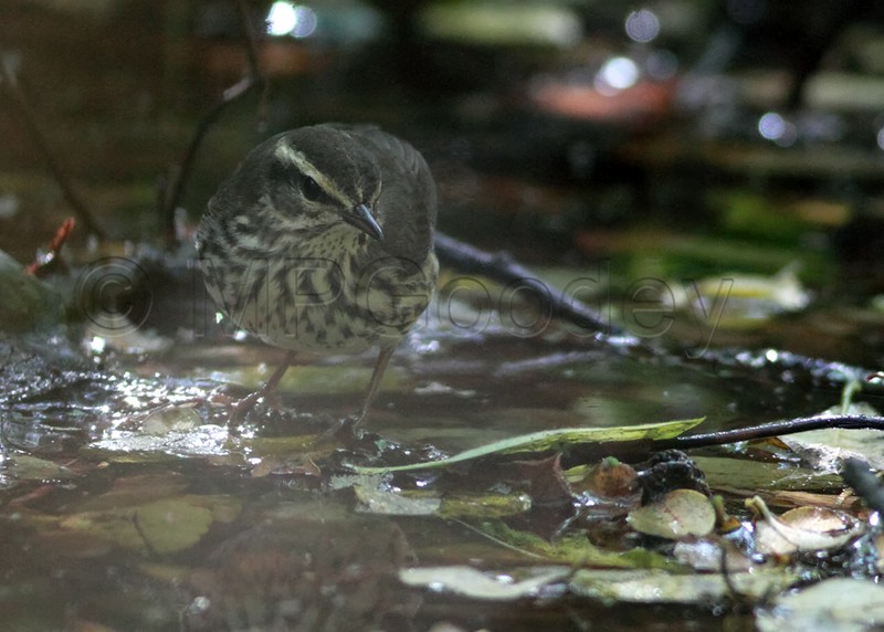 Northern Waterthrush