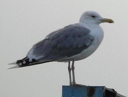 Caspian Gull