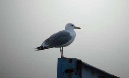 Caspian Gull