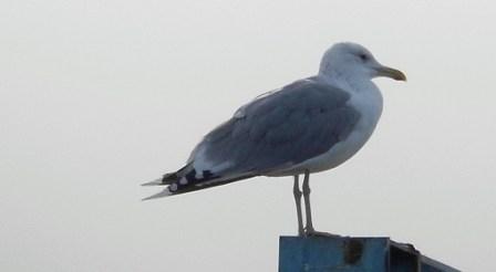 Caspian Gull