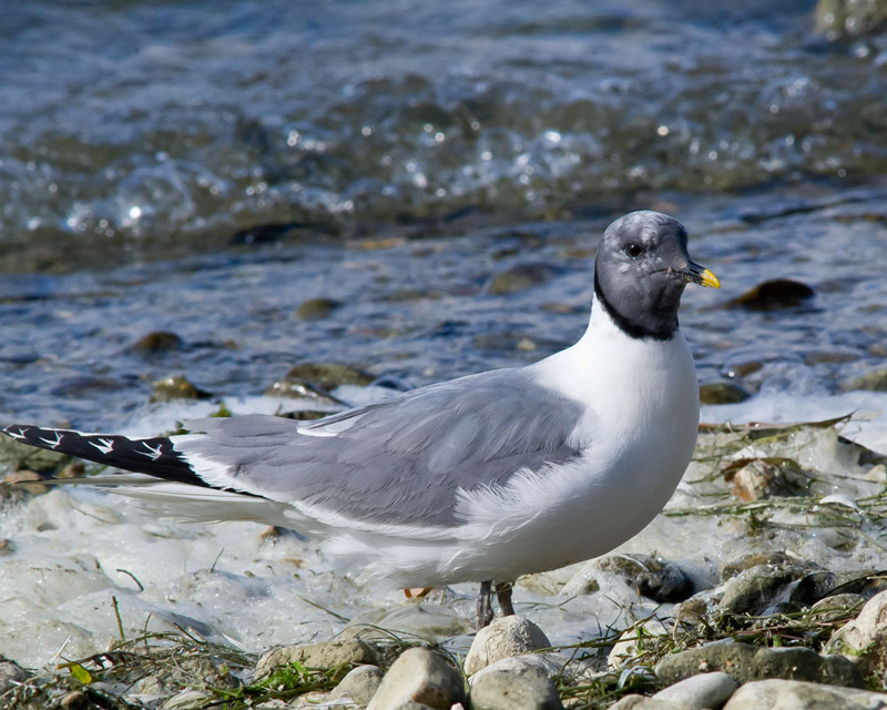 Sabine's Gull