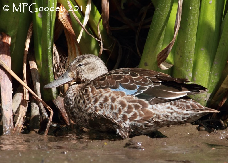 Blue-winged Teal
