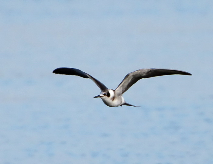 American Black Tern