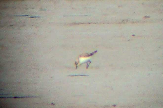 Semipalmated Sandpiper