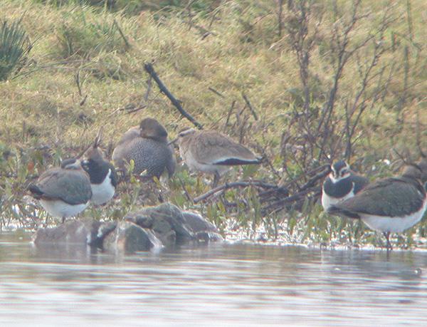 Sociable Plover