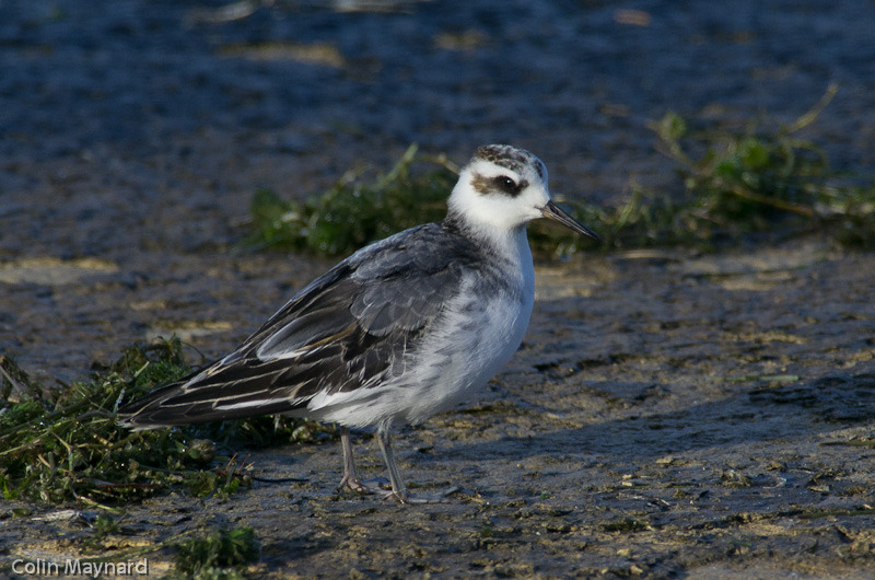 Grey Phalarope