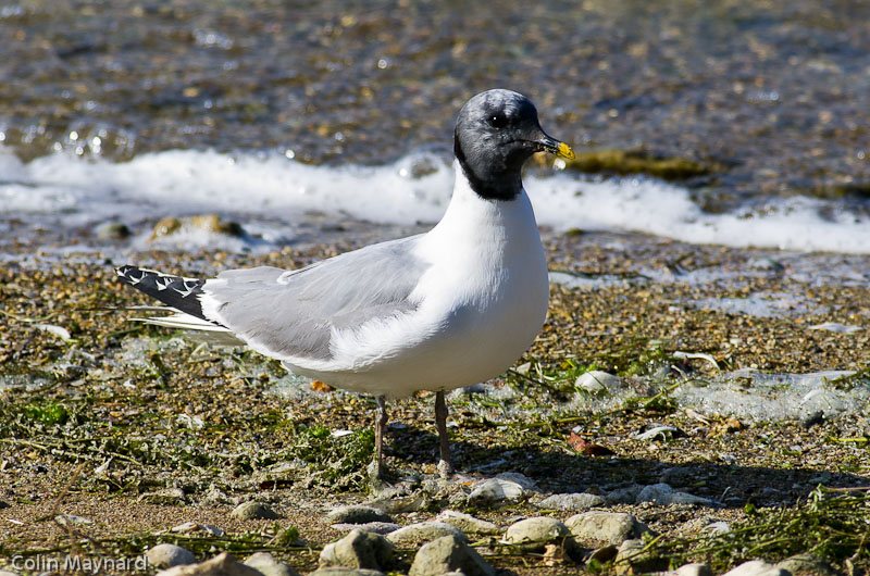 Sabine's Gull