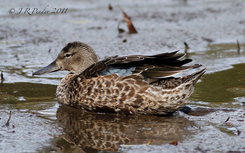 Blue-winged Teal