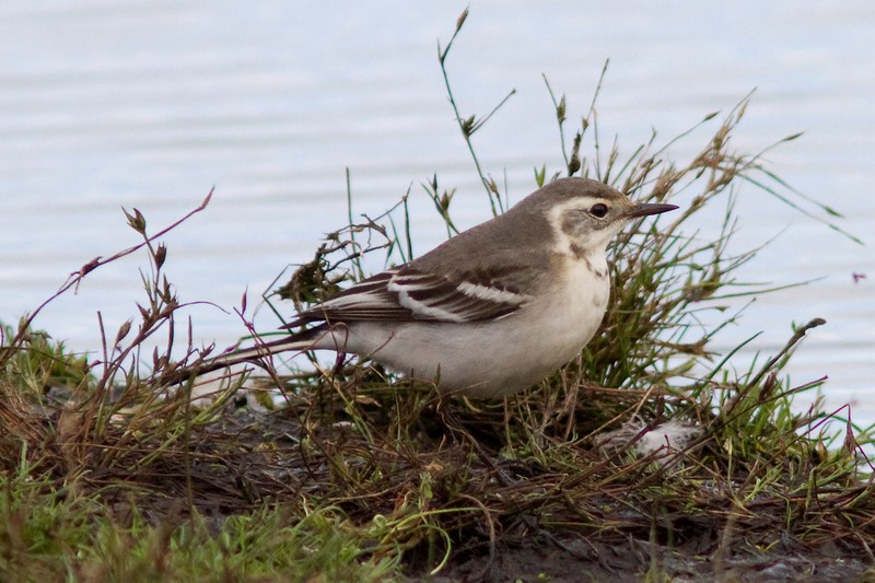 Citrine Wagtail