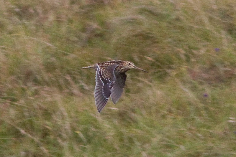 Great Snipe