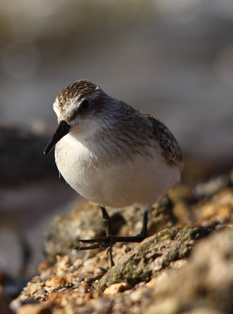 Semipalmated Sandpiper