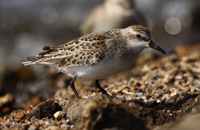 Semipalmated Sandpiper