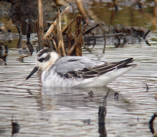 Grey Phalarope