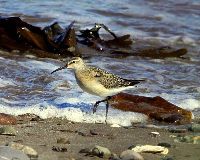 Curlew Sandpiper