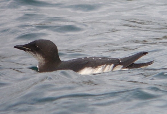 Brunnich's Guillemot
