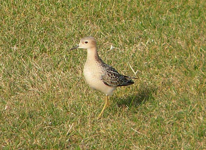 Buff-breasted Sandpiper