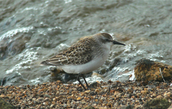 Semipalmated Sandpiper