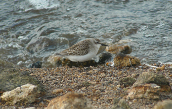 Semipalmated Sandpiper