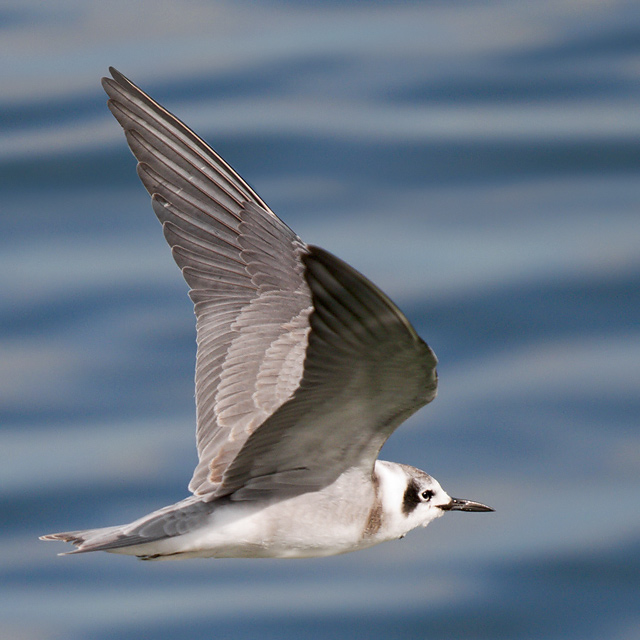 American Black Tern