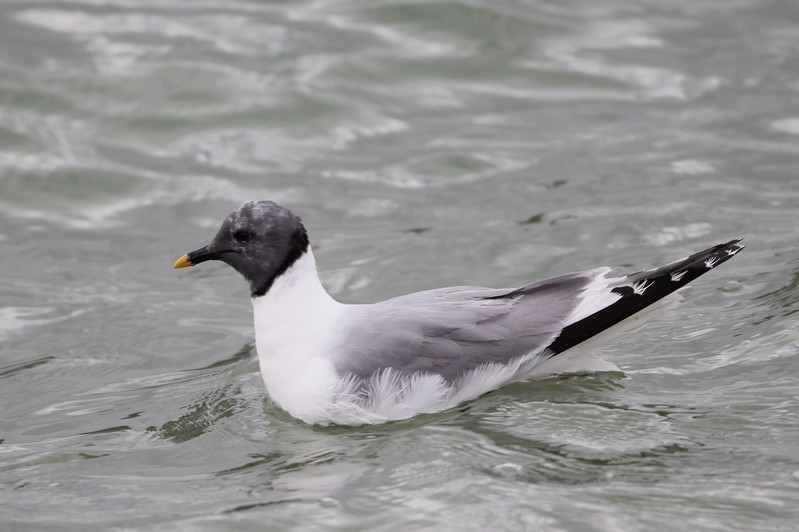 Sabine's Gull