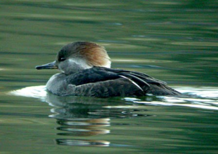 Hooded Merganser