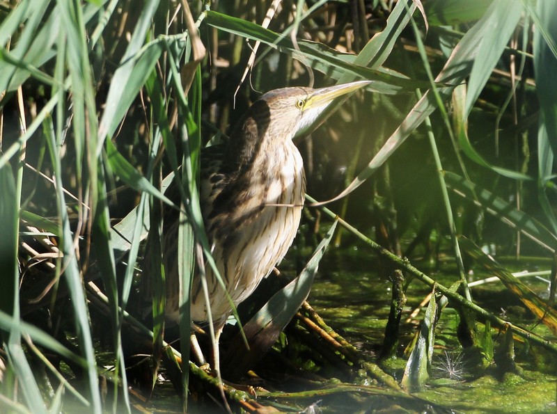 Little Bittern