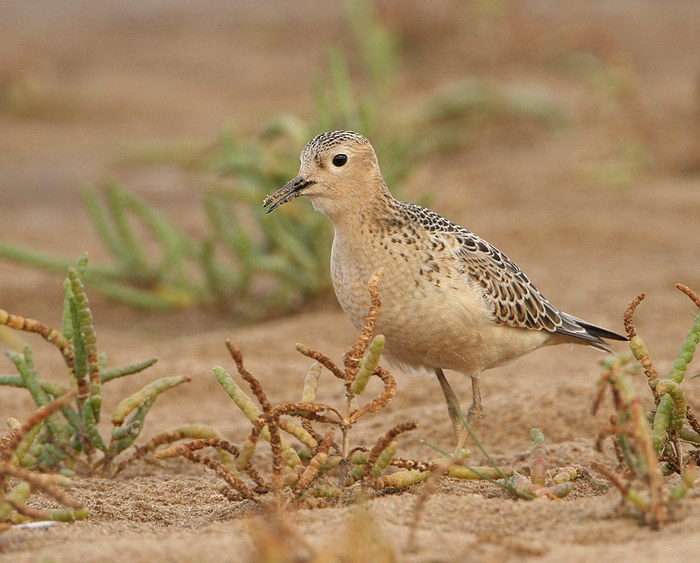 Buff-breasted Sandpiper