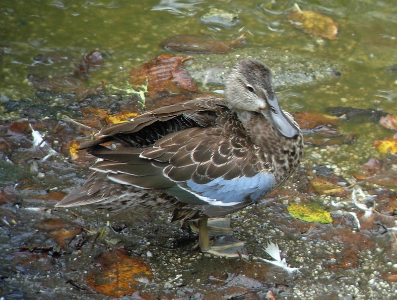 Blue-winged Teal