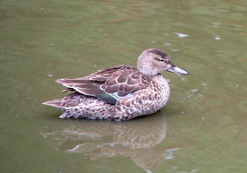 Blue-winged Teal