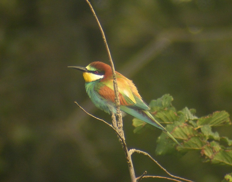 Bee-eater